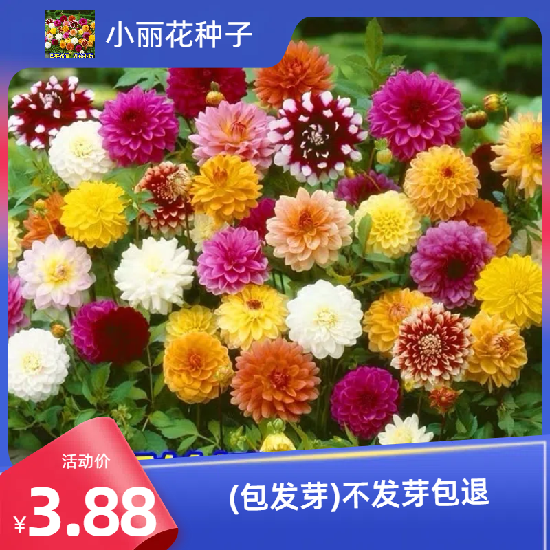 [3.88/包] 花种子小丽花种子四季开花地瓜花小丽菊 到手价¥3.88
