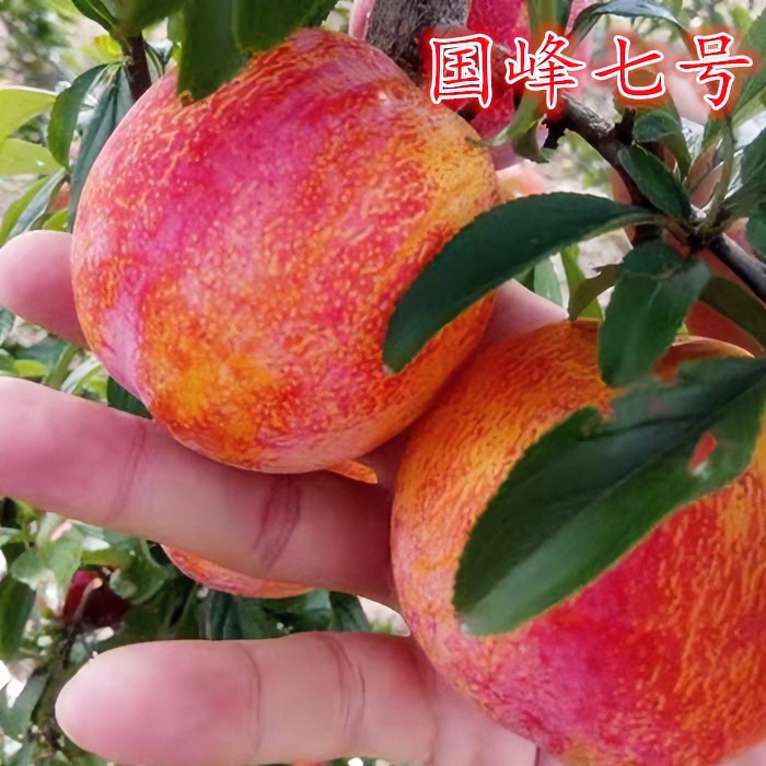 正宗国峰七号李子树苗嫁接李子苗大红袍李子树苗南方北方四季种植